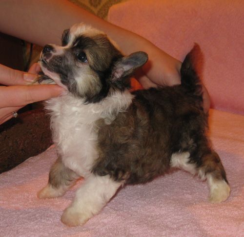 Angel O' Check Pavlin.