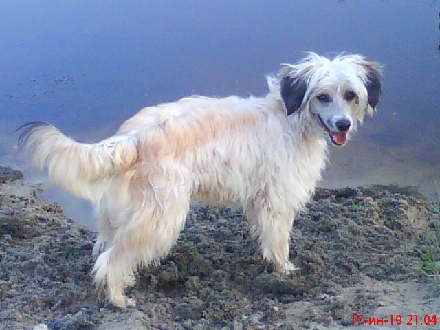 Angel O' Check Puero.