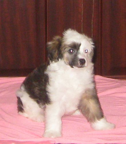 Angel O' Check Osennyi Pozelui.