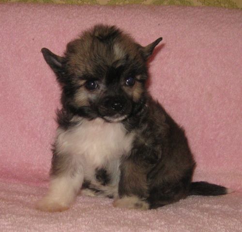 Angel O' Check Pariganka.