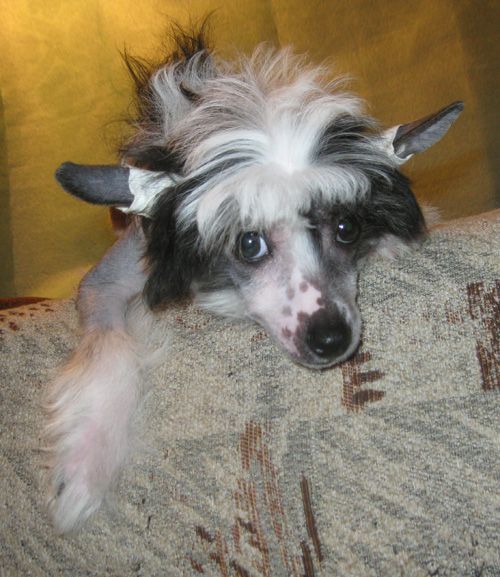 Angel O' Check Osirius.