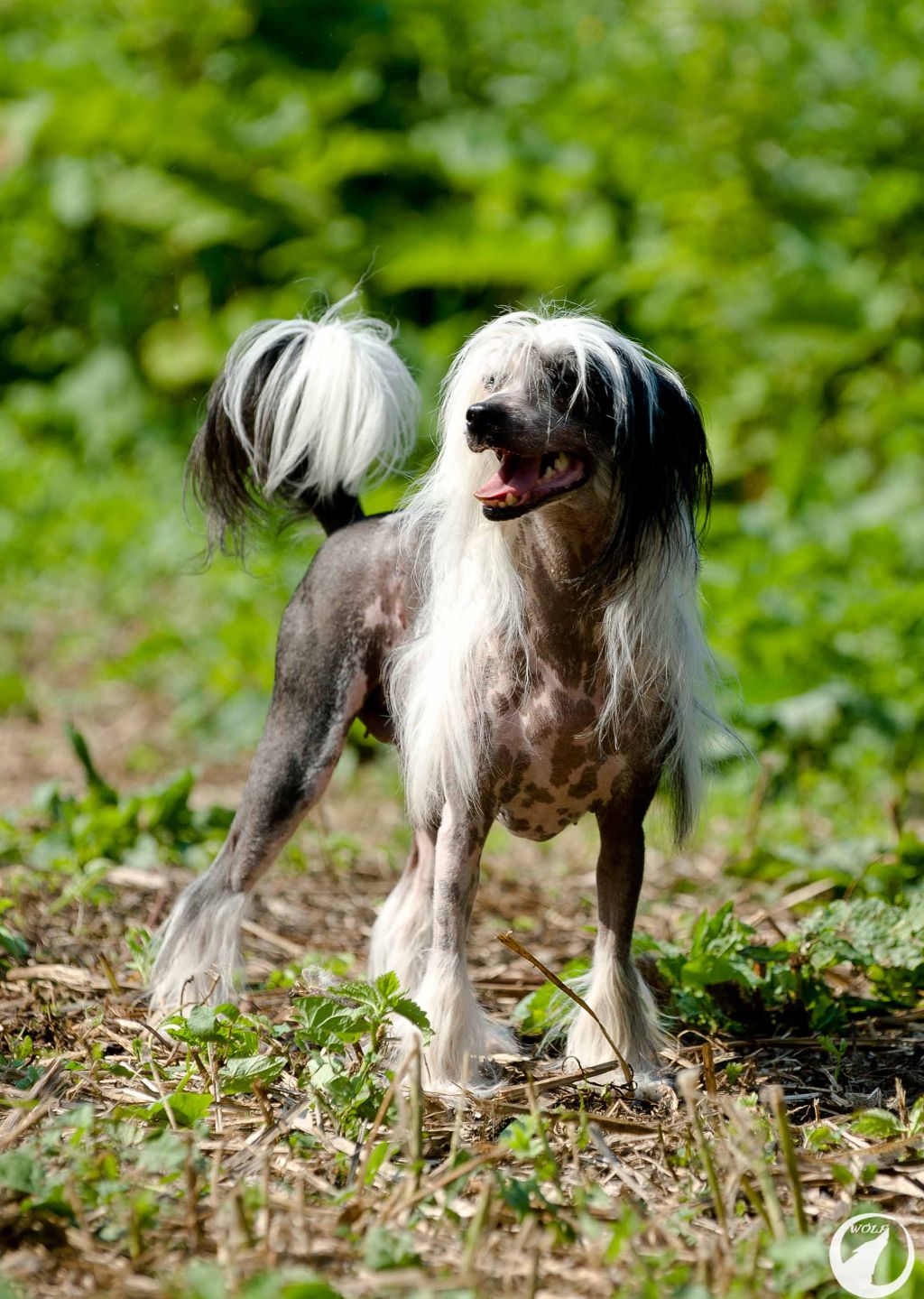 Angel O' Check Ocharovatel'naya Blondi