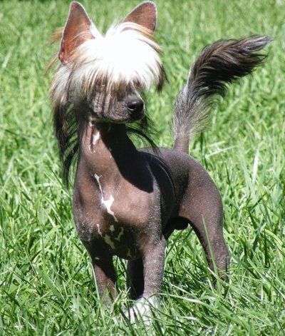 SaeSi Equiss Notorious B.I.G.