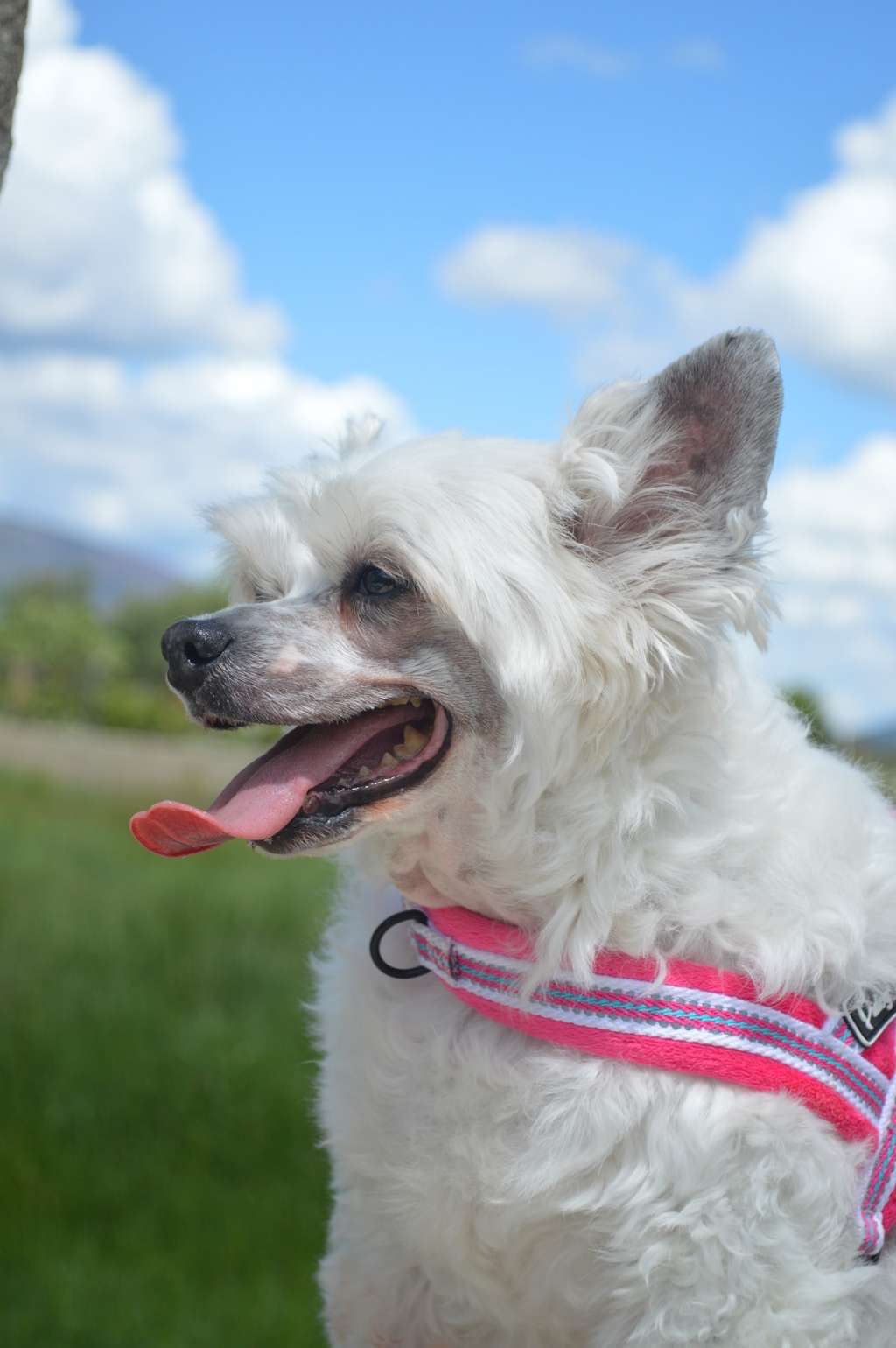 Penelope de Bandedogge