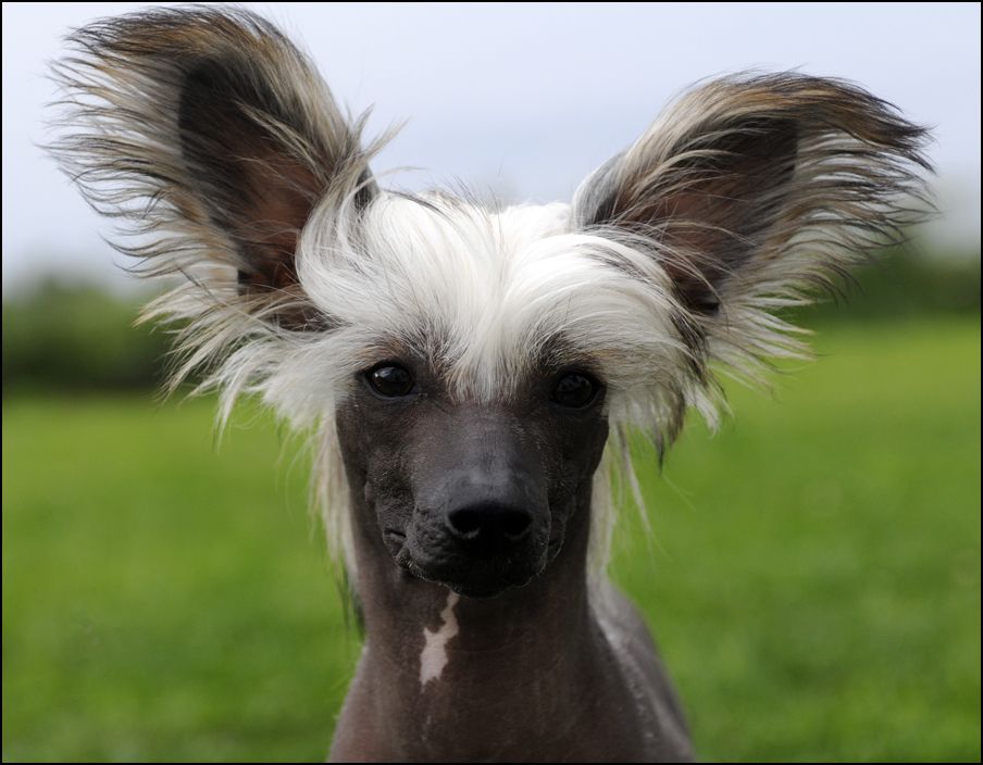 Sunstreaker Fifteen Minutes of Fame