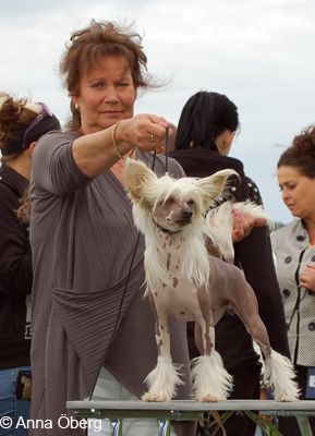 Bed'ykins Lady Stardust