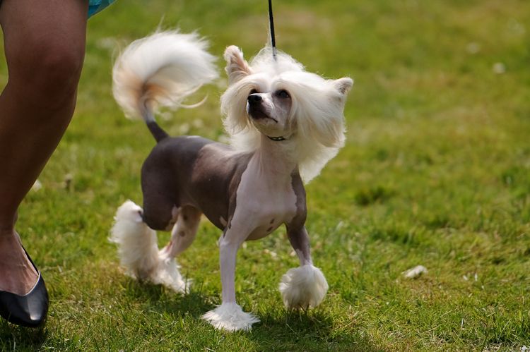 Bed'ykins Diamond Dogs