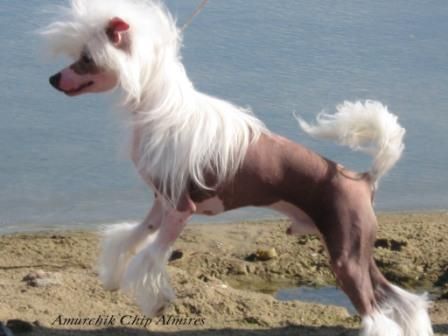 Amurchik Chip Almires