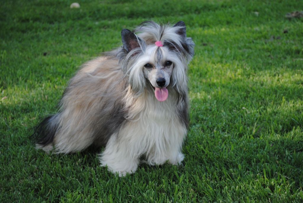 Carrera's Sultry Jungle Breeze