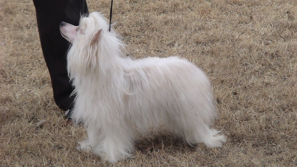 Carrera's Queen Of The Jungle