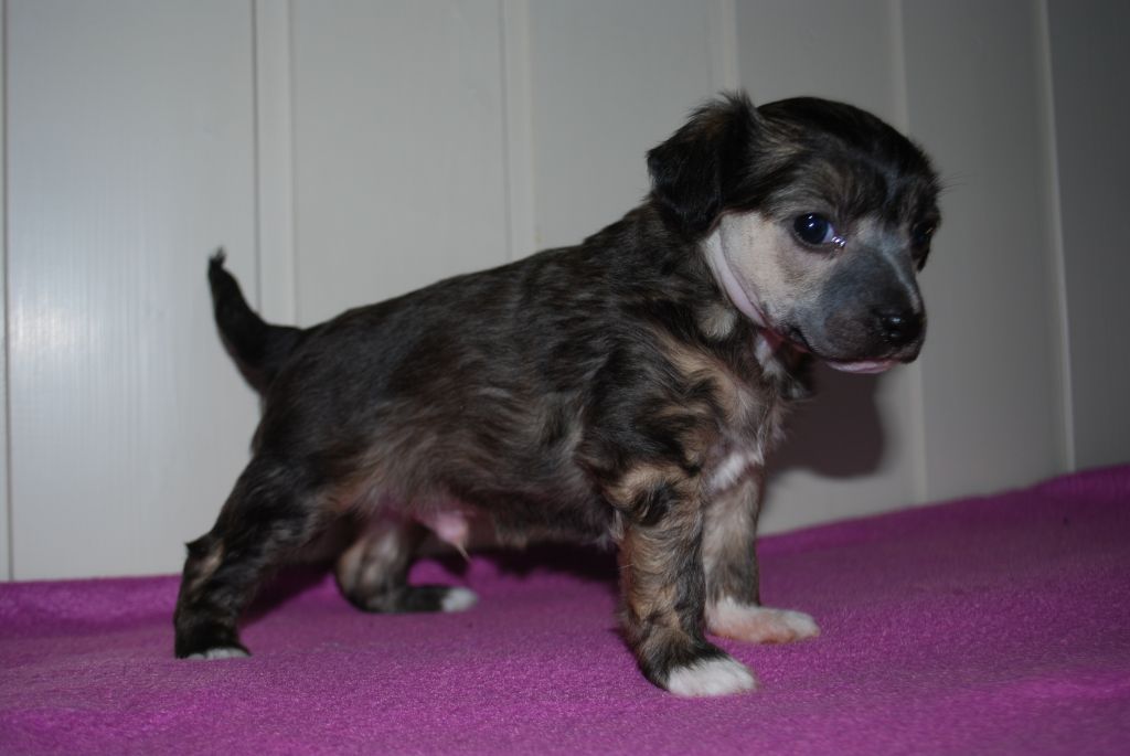 Moelmo's Here At Last