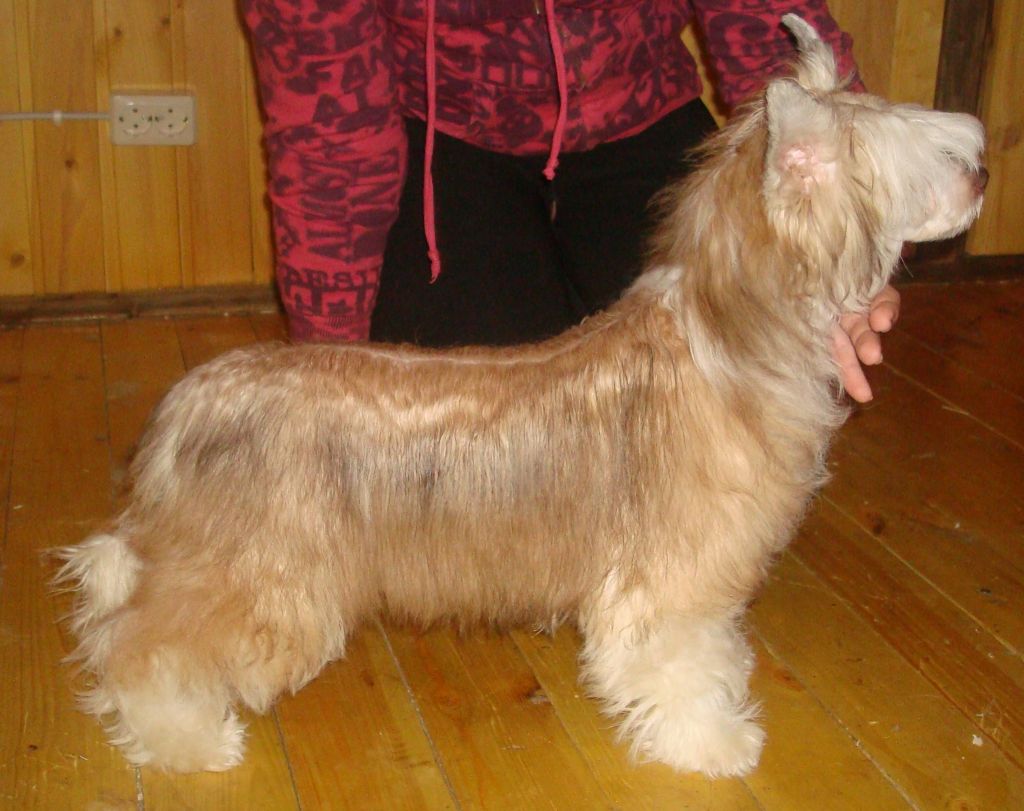 Evonshi'S Hoyp Amaliya Best