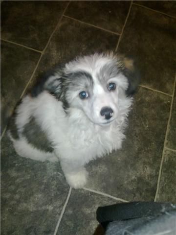 Cazianik Chunky Monkey