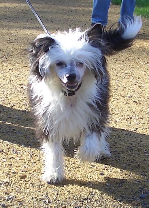 Flagstones Chinese Rose Pony