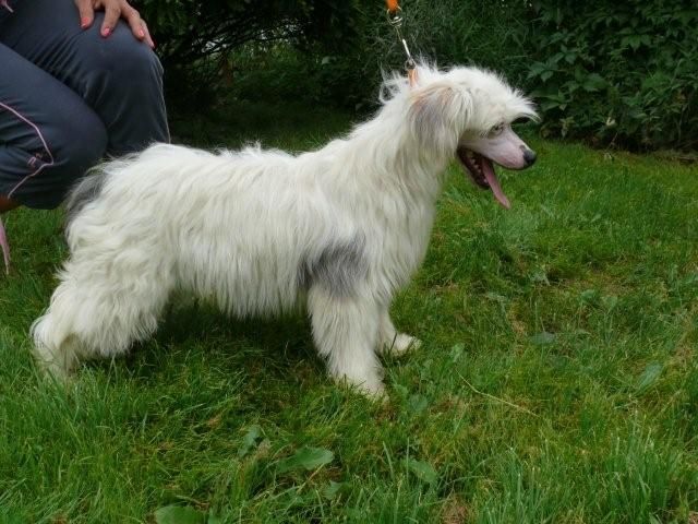 Nicola Chrustowianki