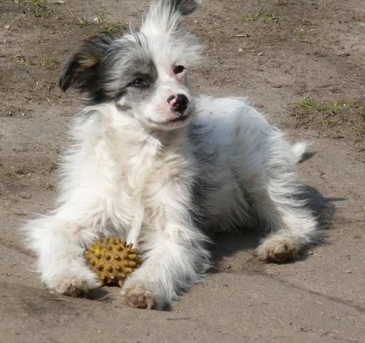 Nikita Chrustowianki