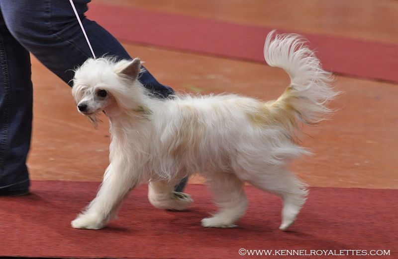 Sparrishoop Exotic Raindrop