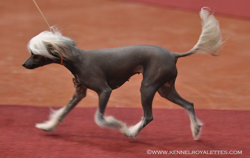 Sparrishoop Luxury Crystal