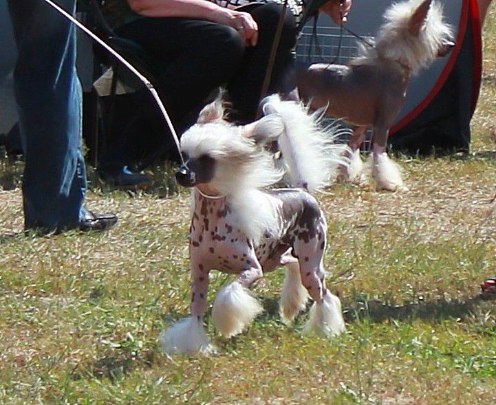 Angel O' Check Ramzes Solntse Egipta.