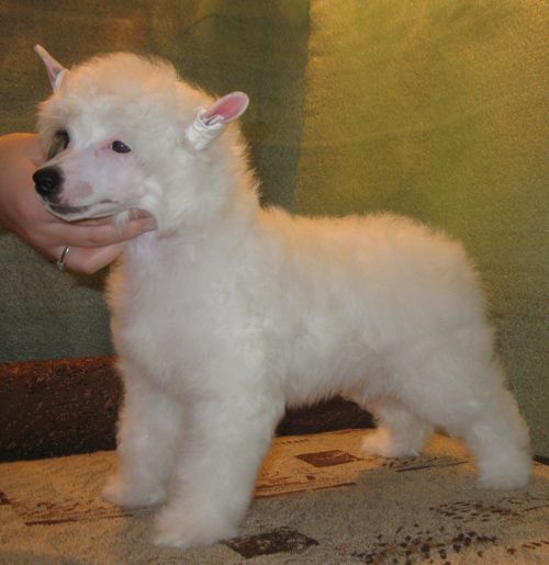 Angel O' Check Russkaya Ekzotika.