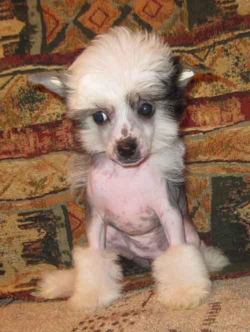 Angel O' Check Trefovaya Dama