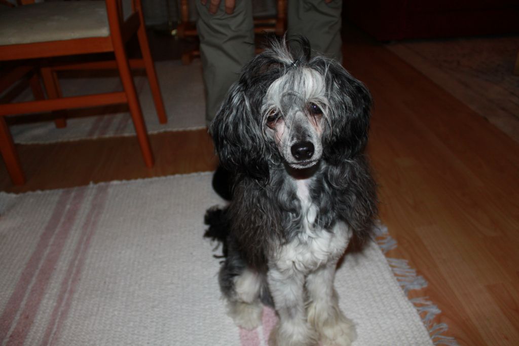 Big Jokes Trick or treat