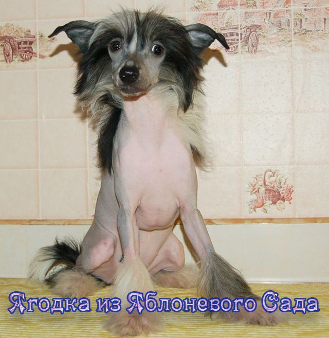 Yagodka iz Jablonevogo Sada