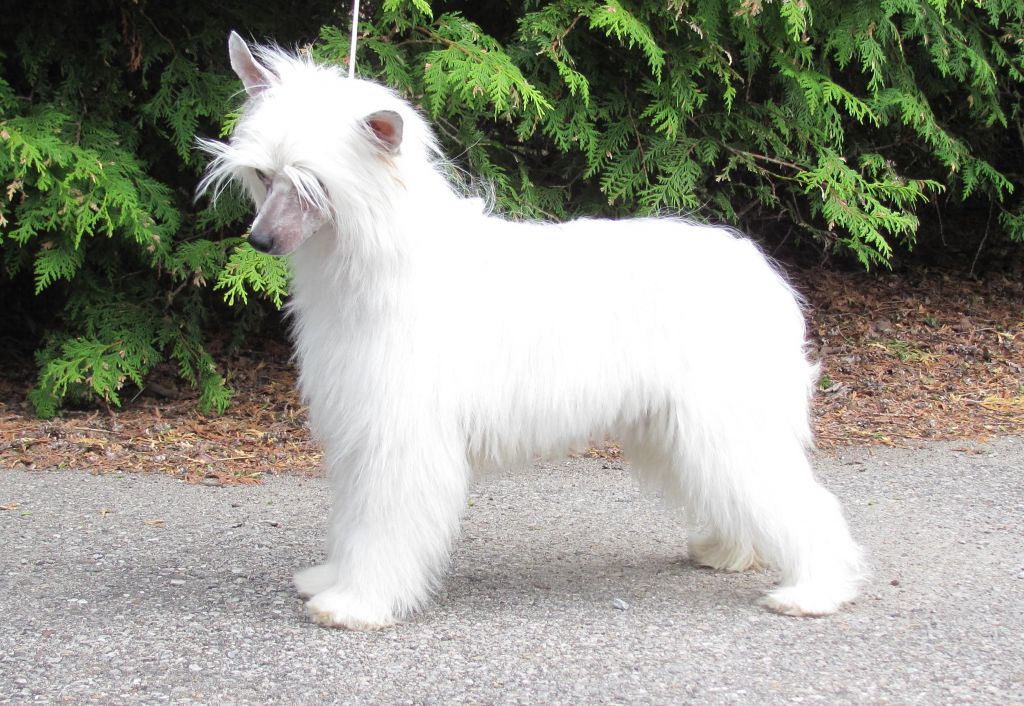 Bodeswell Something Else