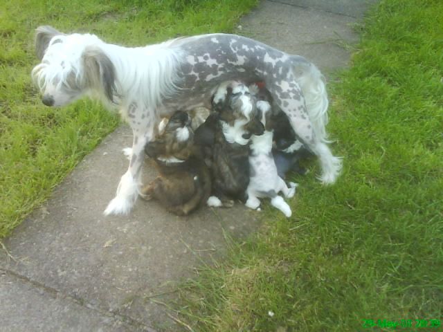 Nisyros Infradig at sigyns