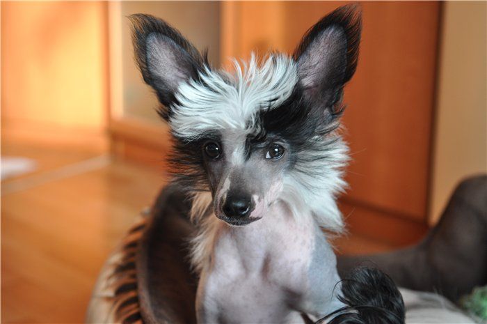 Gildas Loonnaya Sonata