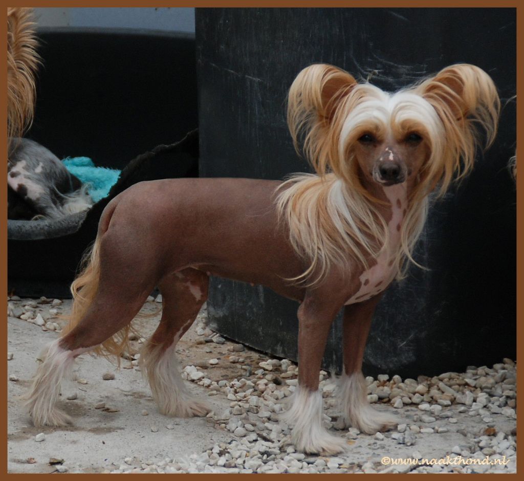 Scherzando Winters Tale