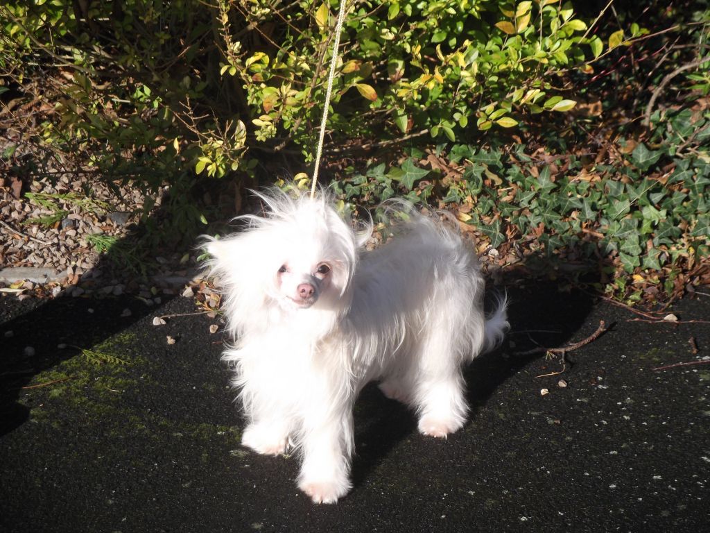 Scherzando Merry Wife at Mistancharl