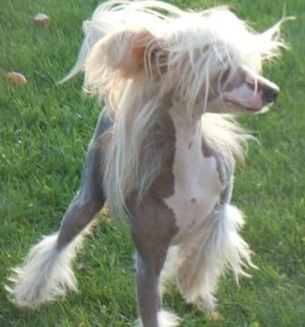 Scherzando Coriolanus