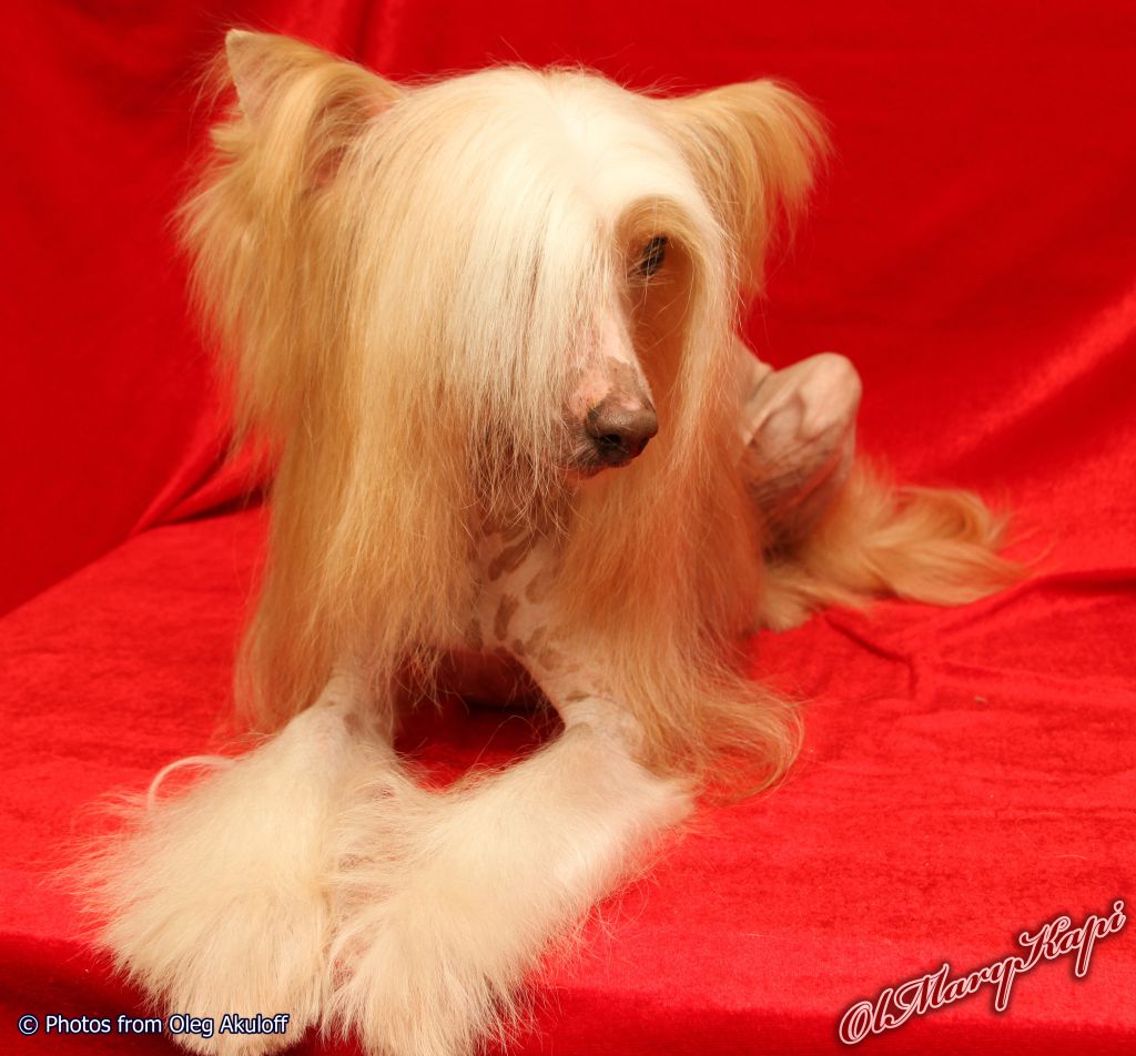 Zippo the Golden Lyon de Fageiro