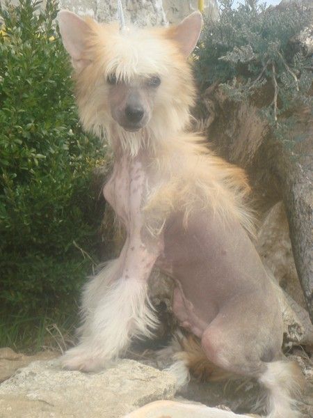 Zodiac the Night Colour de Fageiro