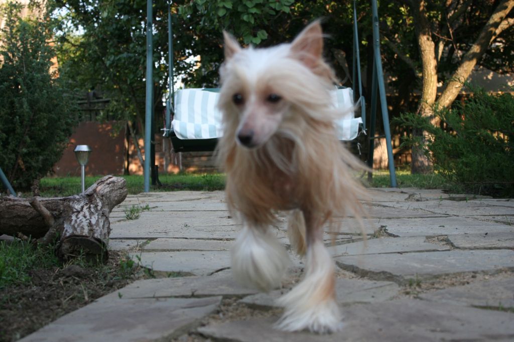 Zaragoza the Golden Orange de Fageiro