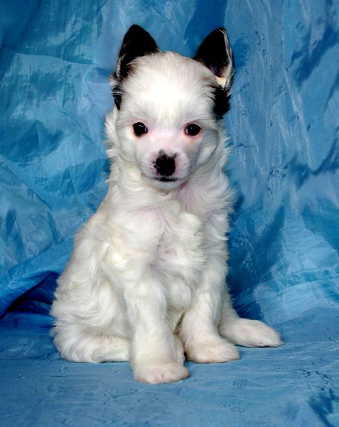 Futureline Felicie BEAUTY 