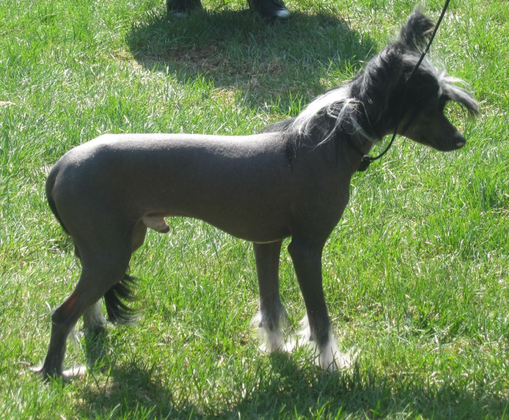 Golden Dream Stars Black Beauty