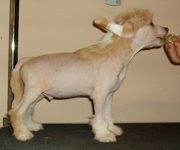 Golden Dream Stars Cool Kid