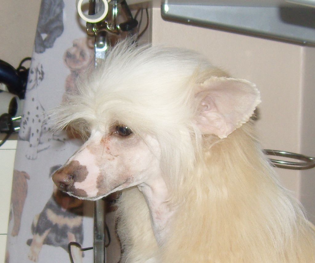 Golden Dream Stars Catch Me 