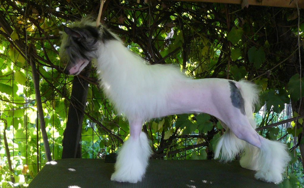 Zhar Ptitsa ot Volnogo Psa