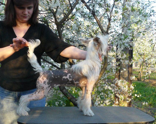 Zhasima ot Volnogo Psa