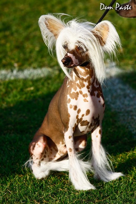 Chinabell's Agapetto the Fighter