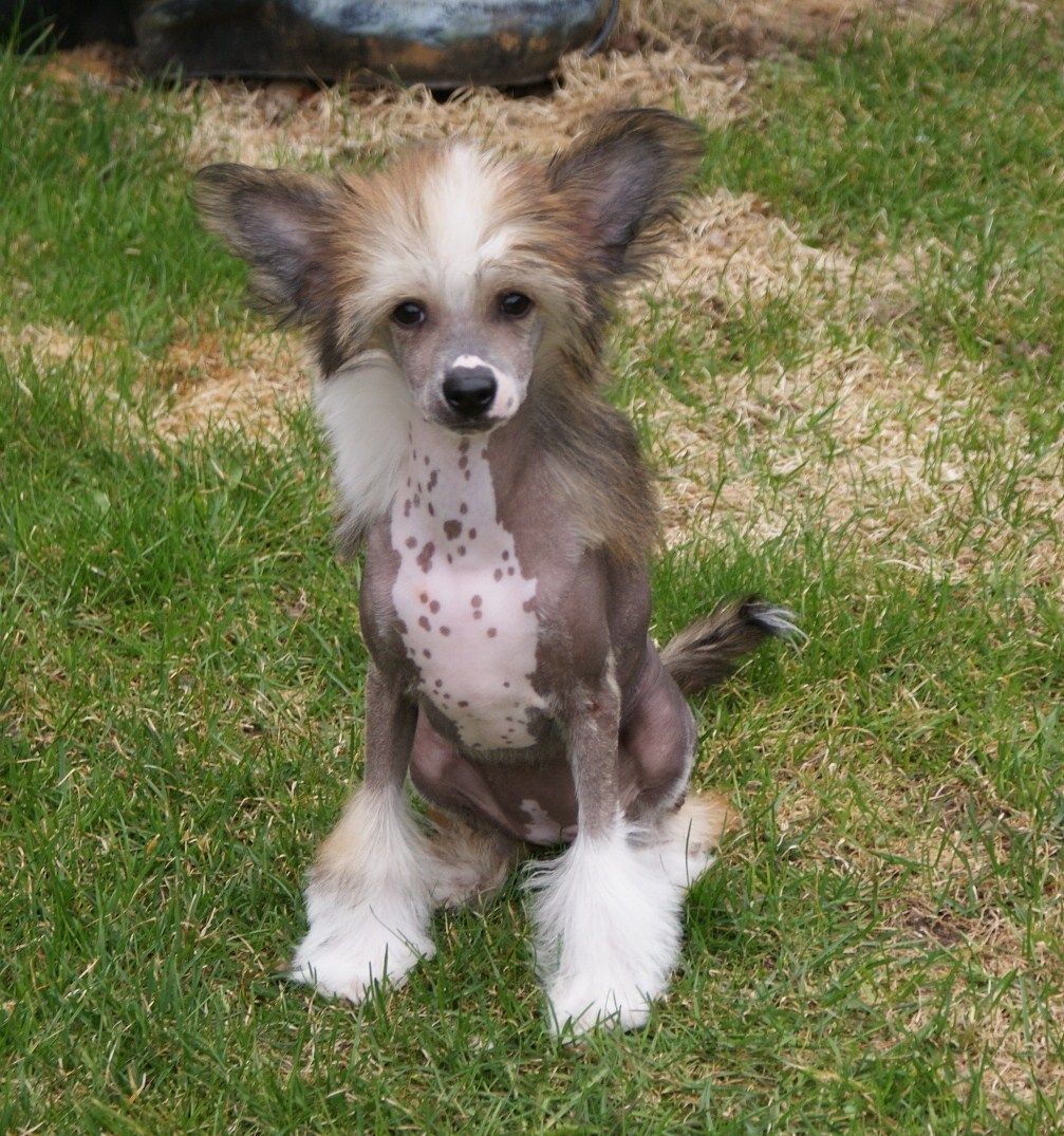 Chinabell's Arianna the Beauty