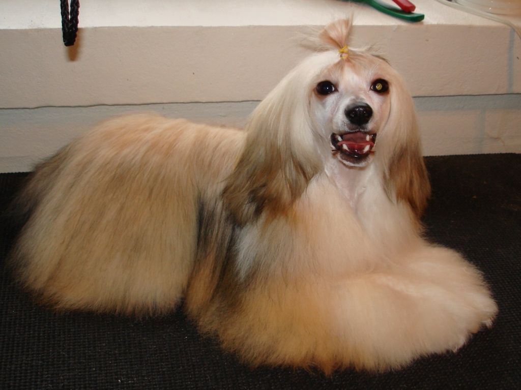 Chinabell's Andora my Angel