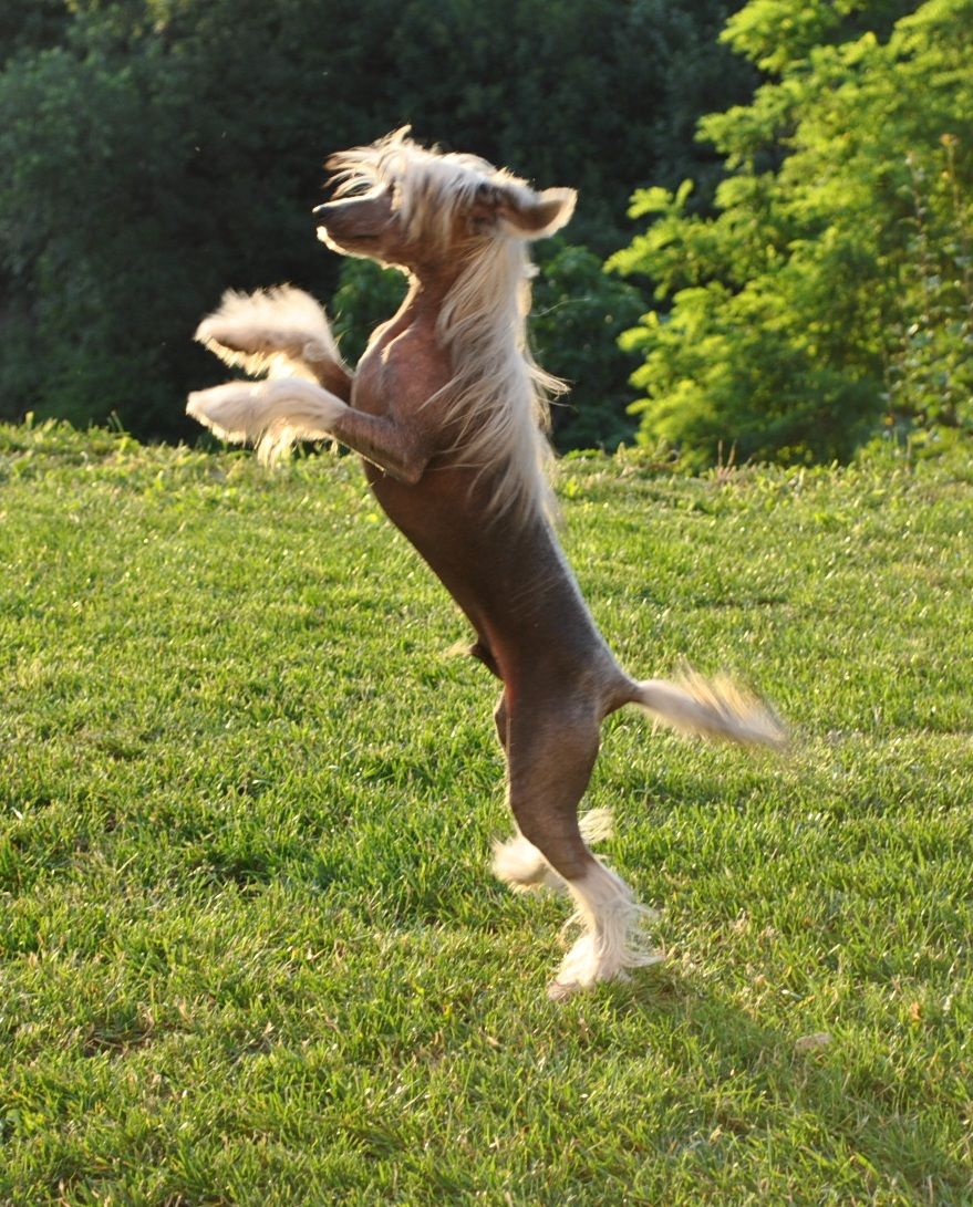 Stars at Sea Jigga my Nigga