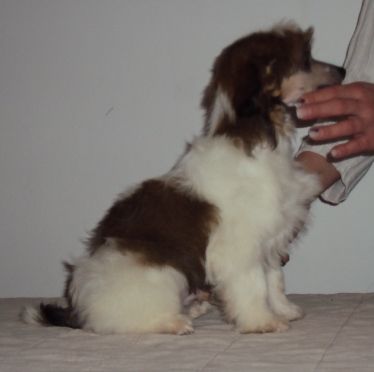 Stars at Sea Kultarr