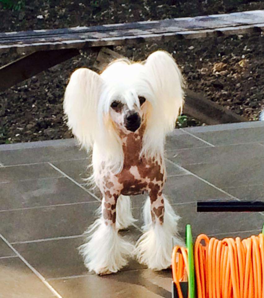 Showplace Excellent Reputation