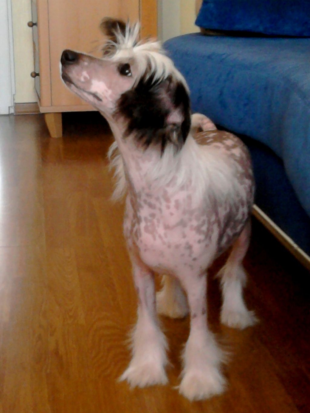 Gendolf Beluy Ksolo CIub Zelenoy Roshi