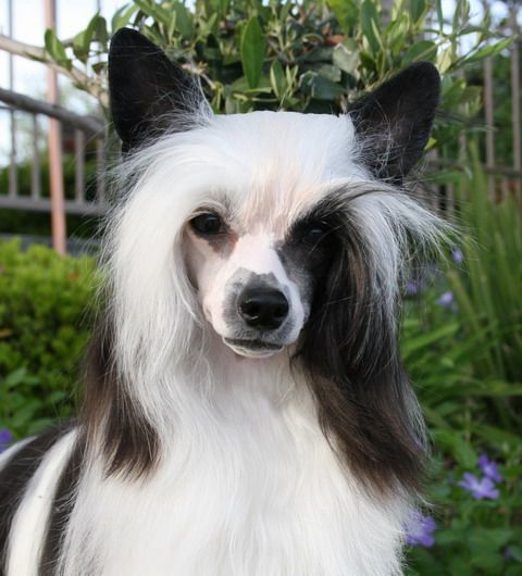 Les-Lee's N' Camelot's Satin Doll AOM